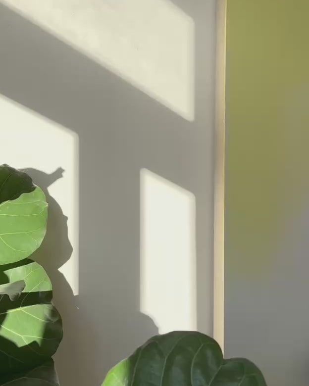 ファンダメンタル・ベルリン「レーゲンボーゲン」レギュラーボウル 5568887798e04ad2804a1ac1879a93